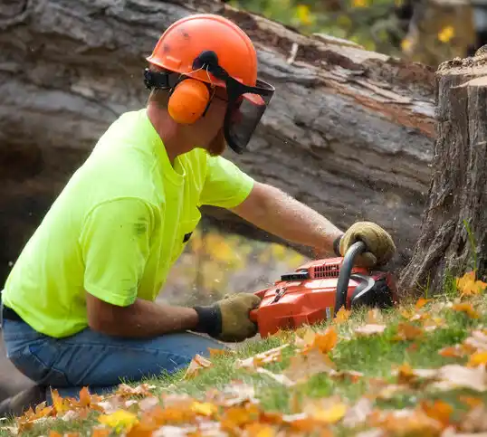 tree services Trinity